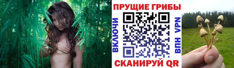 купить наркоту  Гороховец  Галлюциногенные грибы Magic Shrooms 